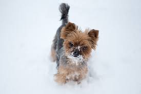 Not treating heartworm in timely fashion will lead to heart and lung damage and eventually death. Does My Dog Need Heartworm Prevention In The Winter