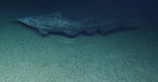 Shadows in the abyss: New observations of rare, deep-sea goblin sharks in natural habitat