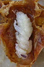 See more ideas about queen bees, bee tattoo, bee. Beekeeping Update Splitting The Hive Lovely Greens Bee Keeping Backyard Bee Bee
