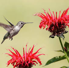 Image result for Monadenium herbaceum