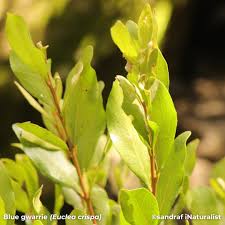 Image result for Scolopia zeyheri