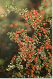 Image result for Croton megalobotrys