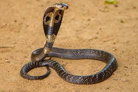 Venomous Snakes Google Search Cobra Snake King Cobra Snake King Cobra