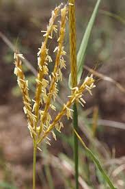 Image result for Bothriochloa