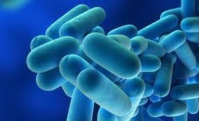 Legionella pneumophila ist ein zur gattung legionella gehörendes bakterium. Rapid And Highly Sensitive Qpcr Test For Legionella