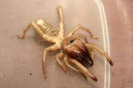 Camel spiders are arachnids found in desert regions in many parts of the world. Camel Spider Spider Facts And Information
