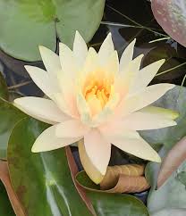 Image result for Nymphaea sulphurea