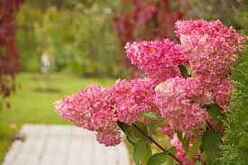 Image result for hydrangea paniculata vanille fraise