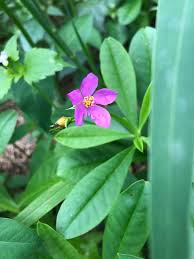 Image result for Talinum portulacifolium