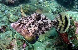 Image result for Monanthotaxis chasei