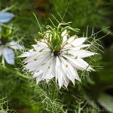 Prefers average soil and tolerates dry conditions. Flower Nigella Love In A Mist White Premier Seeds Direct