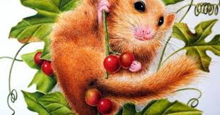Siebenschlafer Siebenschlafer Haselmaus Maus