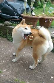 lovely shiba inu おしゃれまとめの人気アイデア pinterest maja papp 可愛い犬 かわいいペット 柴犬 可愛い