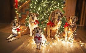 samyj podrobnyj spisok novogodnih primet vot kak pravilno vstretit zemlyanuyu sobaku privlekaya udachu dengi i christmas animals christmas dog dog wallpaper