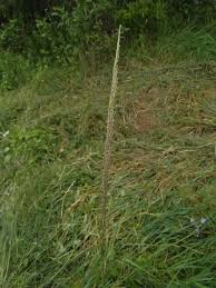 Image result for Sporobolus natalensis