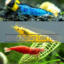 Deluxe Primary Colors Dwarf Shrimp Combo Pack Painted Fire Red Golden Back Yellow And Dream Blue Tank Bred In 2020 Red Cherry Shrimp Aquarium Set Aquatic Arts
