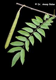 Image result for Millettia dura