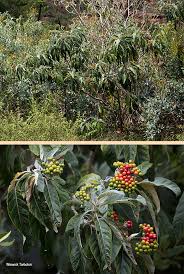 Image result for Solanum giganteum