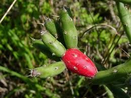 Generally, rooting christmas cactus cuttings in water is relatively easy. Texas Gardening Texas Native Plant Pictures Cacti Desert 1 By Htop