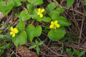 We did not find results for: Yellow Violets Both The Leaves And Flowers Can Be Eaten As A Trail Snack Or In A Wild Edible Salad Photo Taken In Wild Edibles Edible Plants African Violets