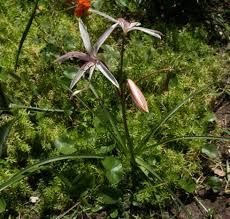 Image result for Crinum stuhlmannii