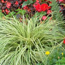 Image result for Carex