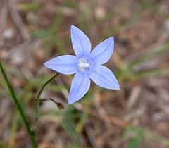 Image result for Wahlenbergia ericoidella