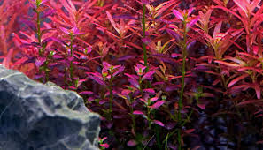 Image result for Rotala filiformis