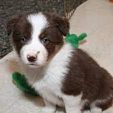 Border Collies For Sale Border Collies For Sale Collie Border Collie