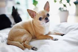 Never lift a puppy by its front legs, as this can injure the chihuahua. Chihuahua Full Profile History And Care