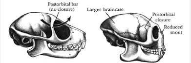 Solved Primates That Have A Postorbital Bar As Well As A | Chegg.Com