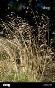 Image result for Avenella flexuosa