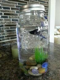 Bettas Need 2 5 Gallons A Place To Hide Temperatures Of 72 80 Degrees Fahrenheit And A Filter This Doesn T Prov Cool Fish Tanks Betta Fish Bowl Mason Jars
