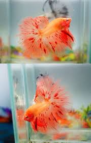 Armageddon Betta Betta Fish Tank Betta Fish Pretty Fish