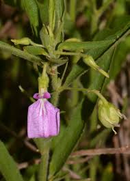 Image result for Afrohybanthus