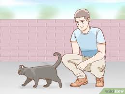 kedinin cinsiyeti nasil anlasilir 7 adim resimlerle wikihow