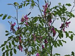 Image result for Lonchocarpus