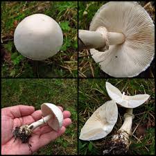 Kegelhutiger Knollenblatterpilz Amanita Virosa Xanten