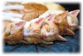 Merek makanan kucing persia ini memang cukup terkenal dengan kualitas yang bagus dan harga premium. Persian Ke Kucing Aku Jarey Cat Lovers