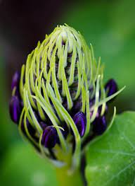 Cuban Lily Bud Amazing Flowers Beautiful Flowers Pictures Wonderful Flowers