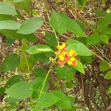 Beautiful Flower Plant Leaves Beautiful Flowers Plants