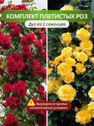 Dolcemodz naomi kvetinas duo sergei — купить по низкой цене на Яндекс  Маркете