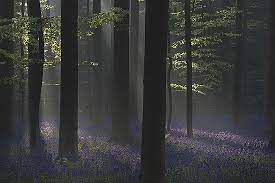 Anytime is good time to visit the forest but from the. Hallerbos The Blue Forest Halle 2021 All You Need To Know Before You Go With Photos Tripadvisor