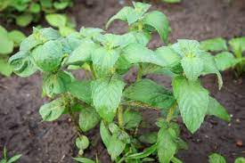 Unfortunately, it isn't always well behaved and when its grown in the garden, this pretty little plant tends to be a bit of a bully. How To Plant Grow And Harvest Mint