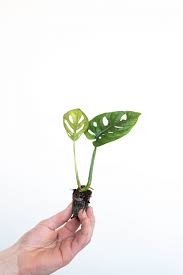 Monstera Adansonii Monstera Fast Growing Plants Pretty Plants