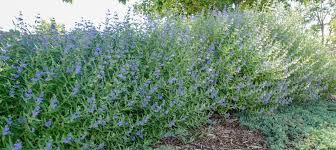 Image result for Caryopteris odorata