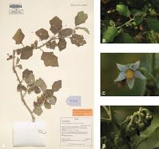 Image result for Solanum campylacanthum 'panduriforme type'