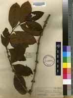 Image result for Tricalysia pallens