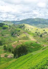 Image result for Tridactyle anthomaniaca