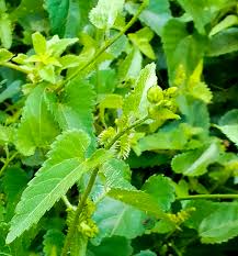 Image result for Coleotrype natalensis